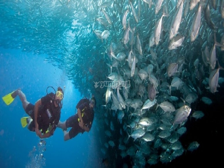 Highland Diving, prices and bookings 2024